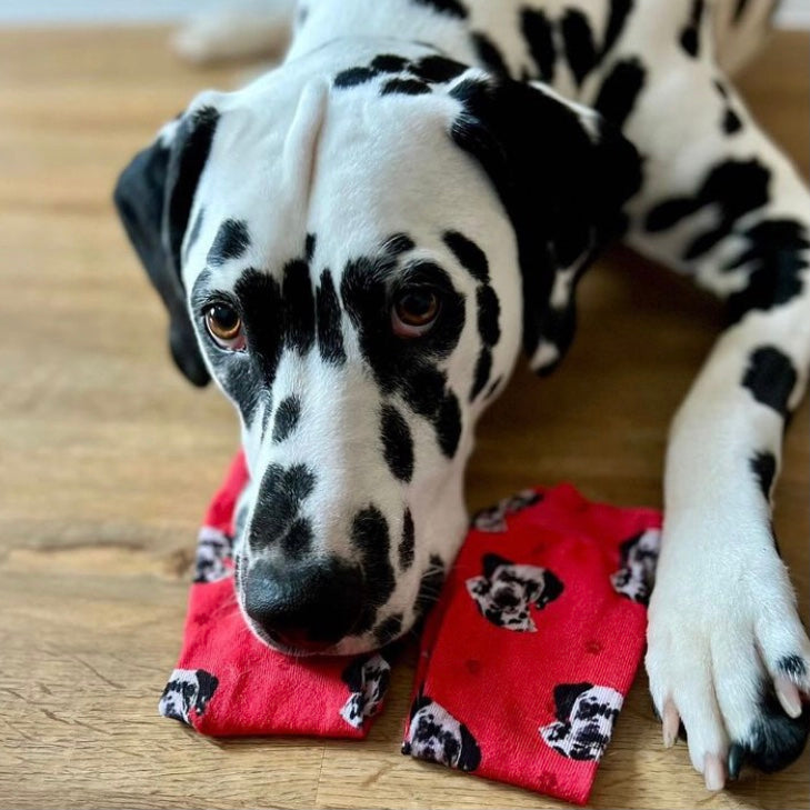 Personalisierte Socken mit einem Dalmatiner